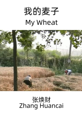 我的麦子