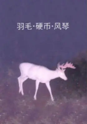 羽毛·硬币·风琴