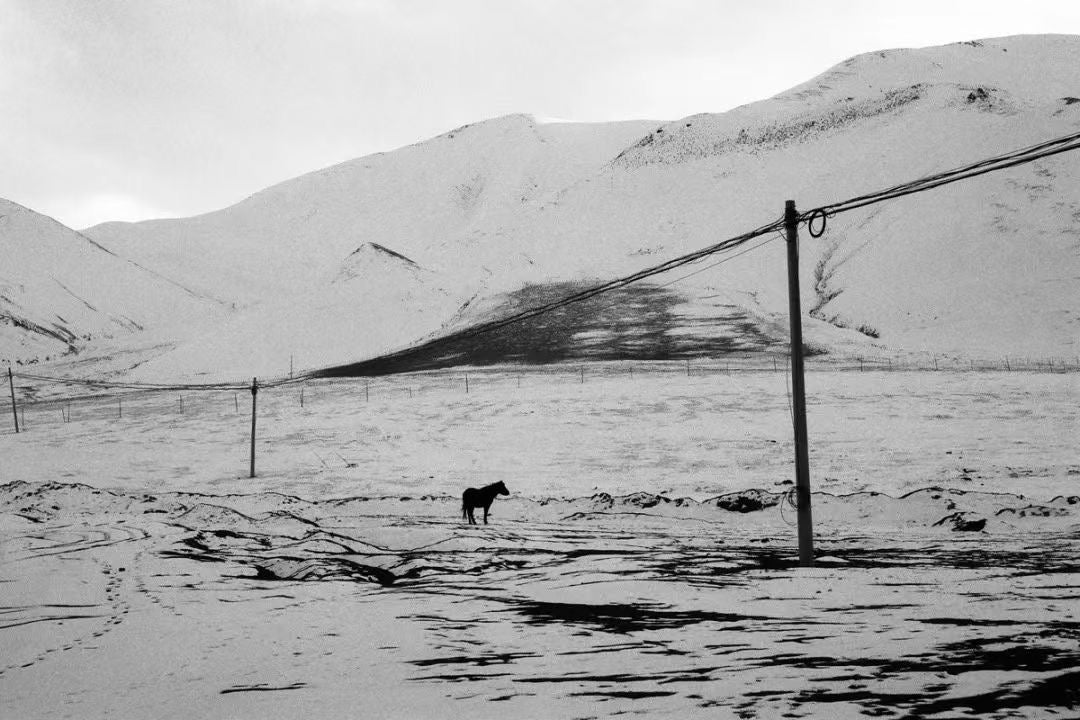 雪地里的一匹马