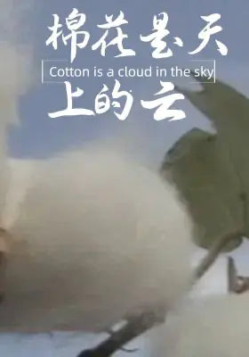 棉花是天上的云